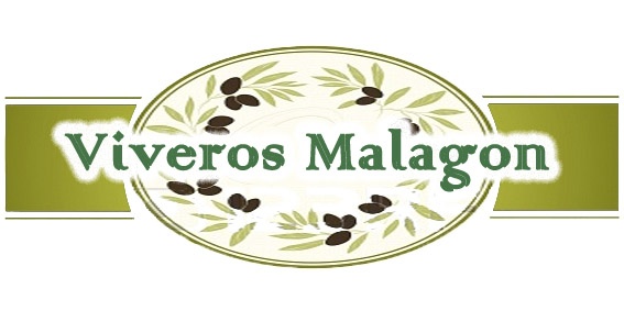 VIVERO DE OLIVOS MALAGON